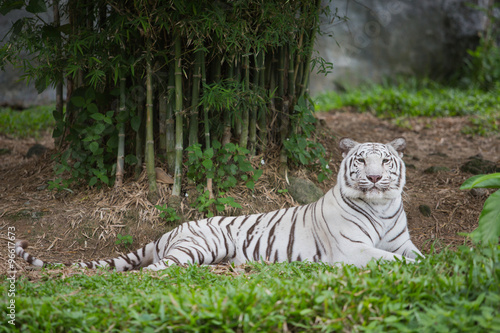 Fototapeta Naklejka Na Ścianę i Meble -  White tiger relaxing in zoo