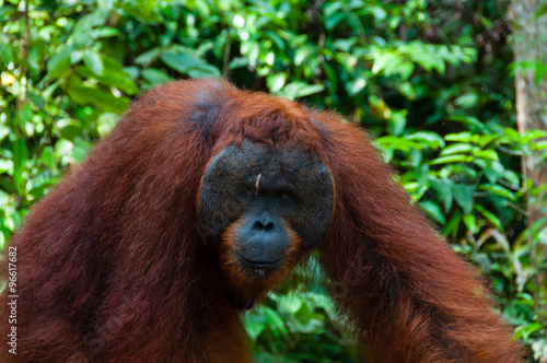 Orang Utan alpha male standing in Borneo Indonesia © attiarndt