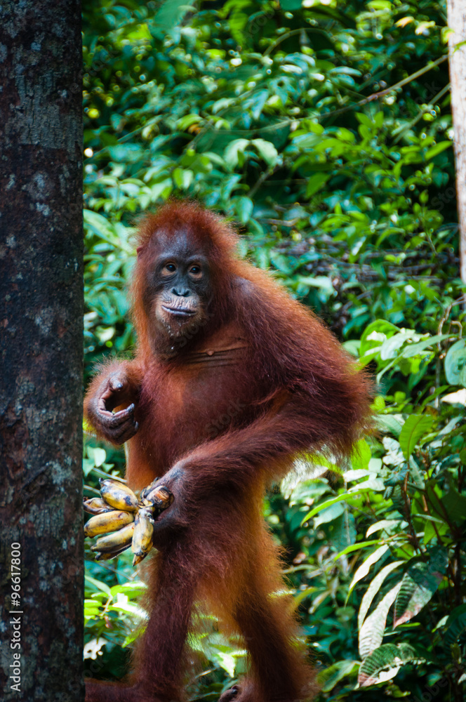 Orang Utang standing with banana in hand Orang Utang standing with banana in hand