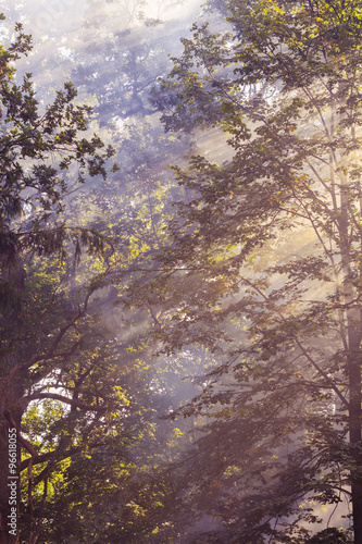 Morning sunbeam in forest with smoke