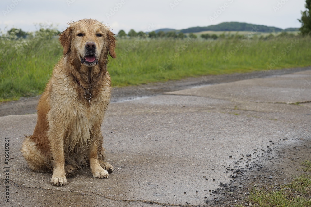 nasser dreckiger Hund