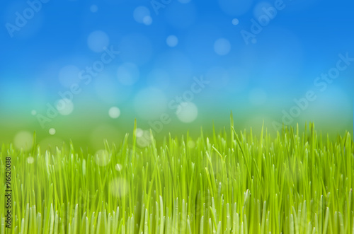 green grass, blue sky