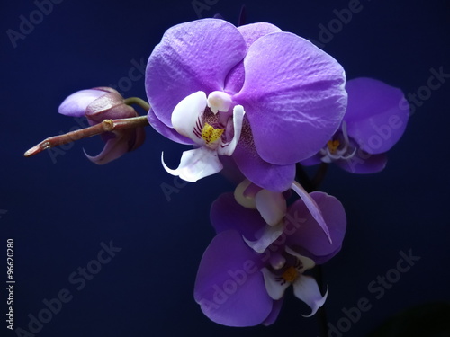 Fototapeta Naklejka Na Ścianę i Meble -  Phalaenopsis.