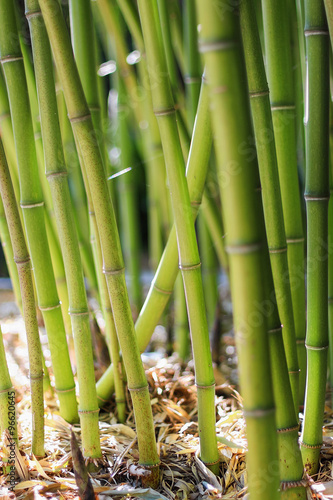 Fototapeta Naklejka Na Ścianę i Meble -  Defocused bamboo stalks