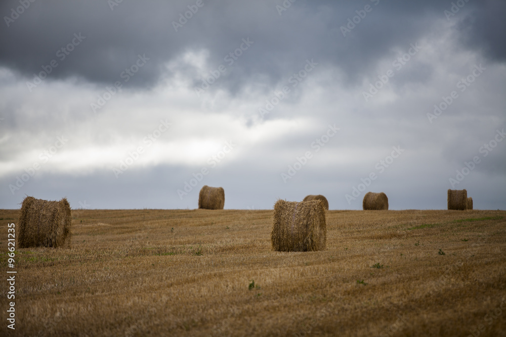 Hay rolls on field