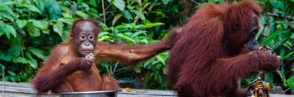 Fototapeta premium Baby Orang Utan sitting in a bowl and his mother, Indonesia