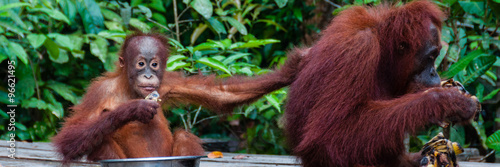 Baby Orang Utan sitting in a bowl and his mother, Indonesia