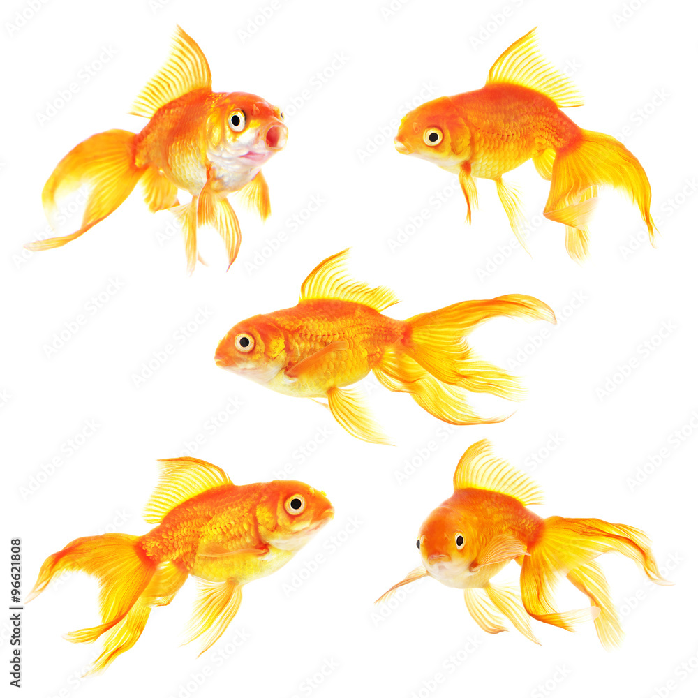 Set of golden carp aquarium fish isolated on white background Set of golden carp aquarium fish isolated on white background