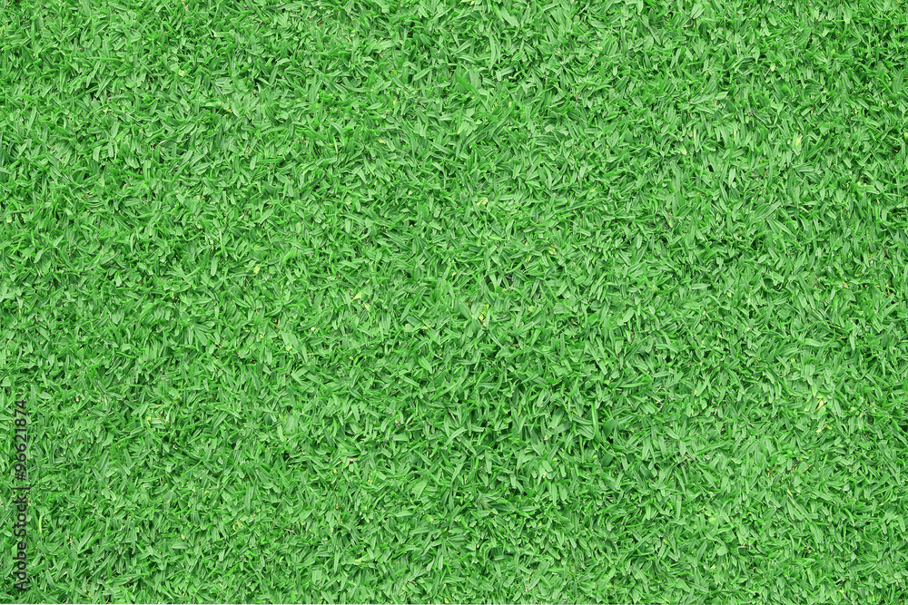 Green grass background. Top view - obrazy, fototapety, plakaty 