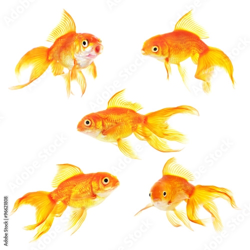 Set of golden carp aquarium fish isolated on white background