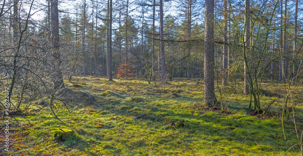 Fototapeta premium Las sosnowy w słońcu w zimie