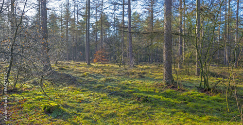 Pine forest in sunlight in winter