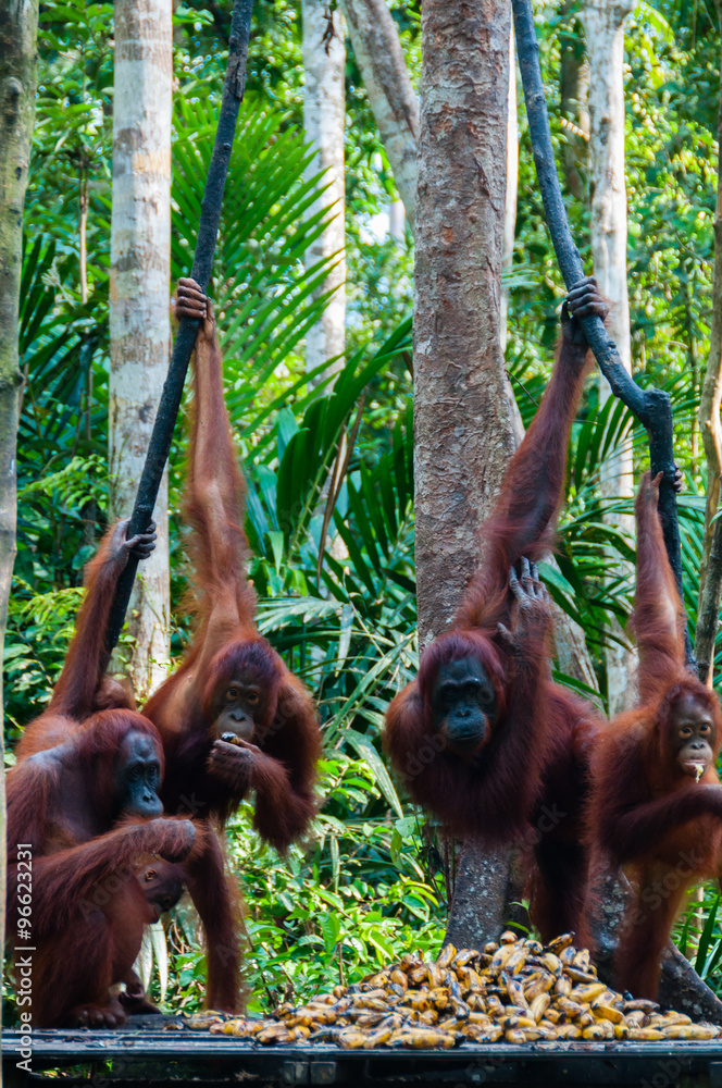 Obraz premium Orang Utan hanging on a tree in the jungle, Indonesia