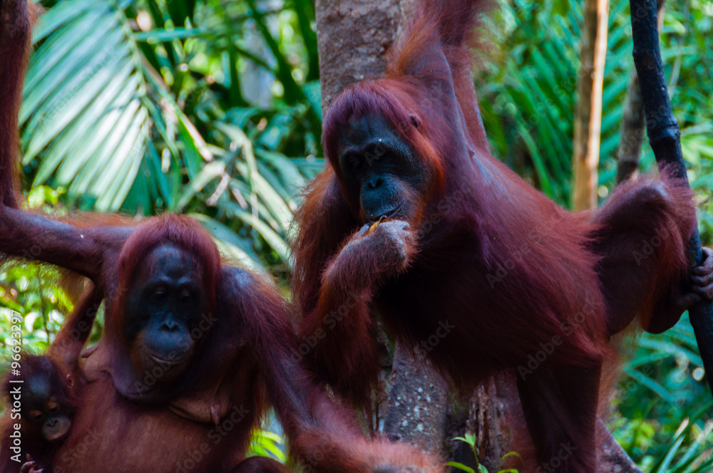 Obraz premium two Orang Utan hanging on a tree in the jungle, Indonesia