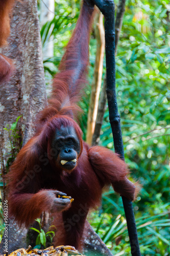 Photography Orang Utan hanging on a tree in the jungle, Indonesia