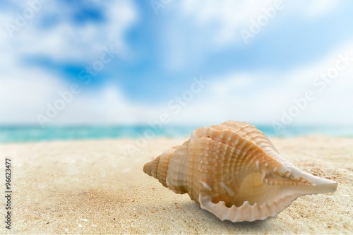 Shell. © BillionPhotos.com