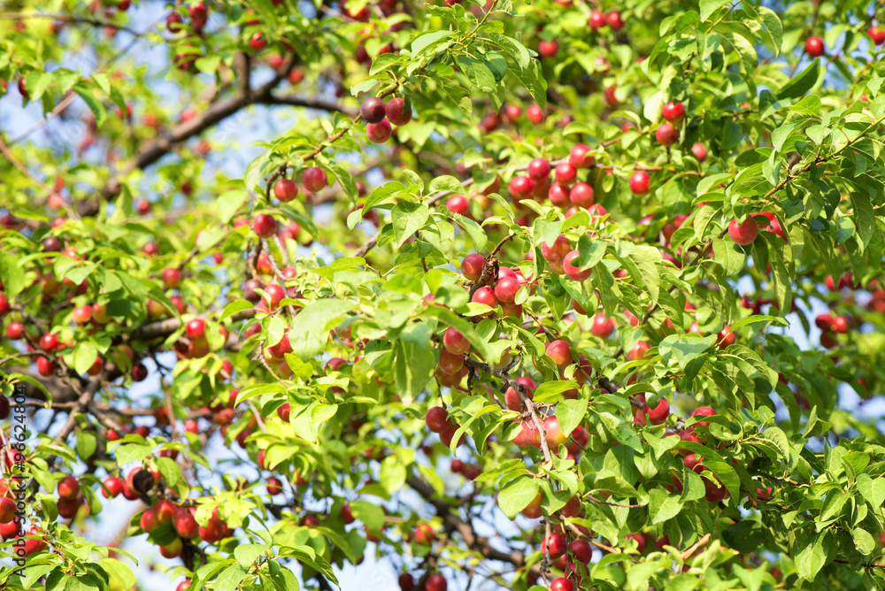 Cherry plum fruits 