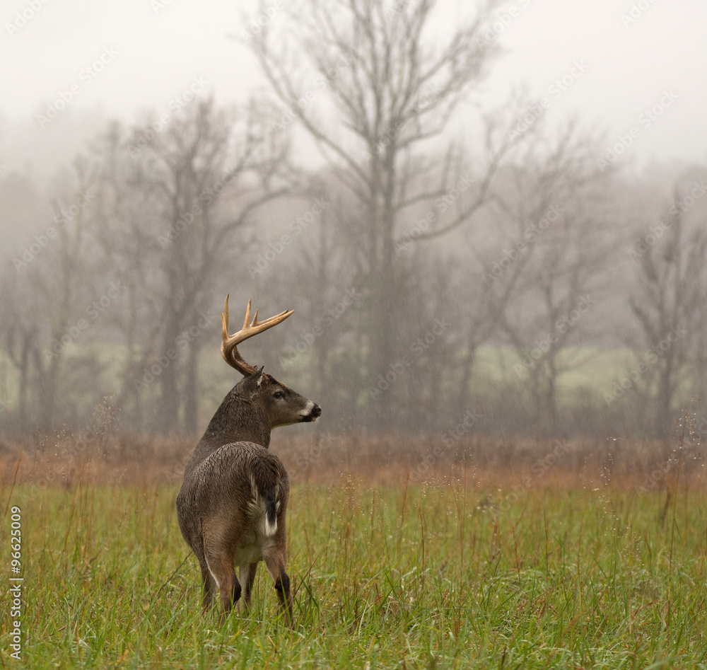Obraz premium White-tailed deer buck in rain