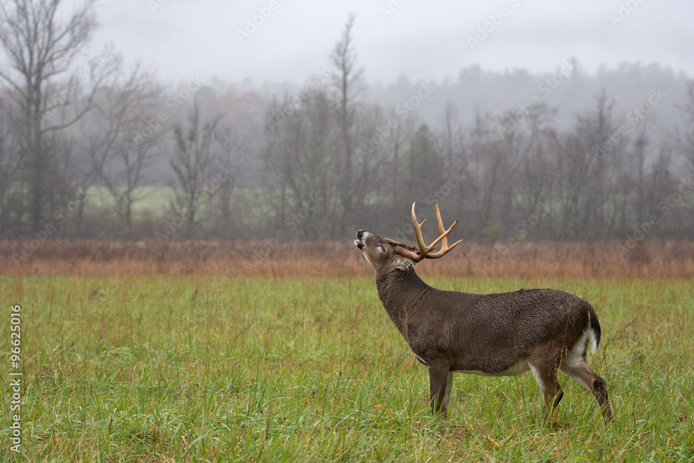 White-tailed deer buck in rain White-tailed deer buck in rain