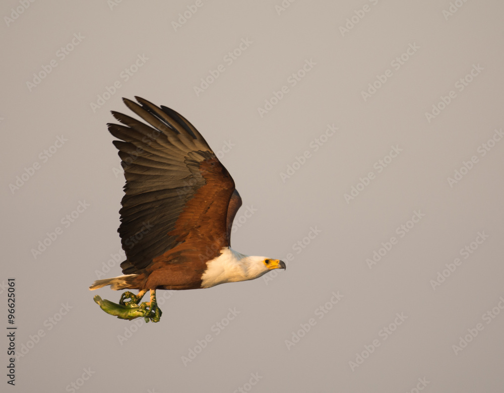 Fototapeta premium African fish eagle