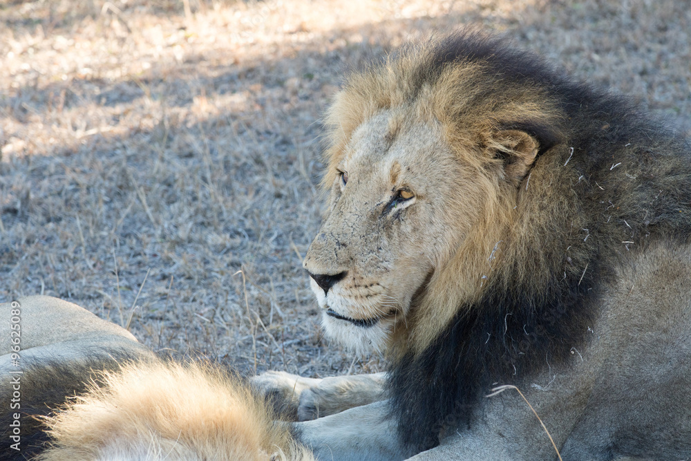 Obraz premium Male lion