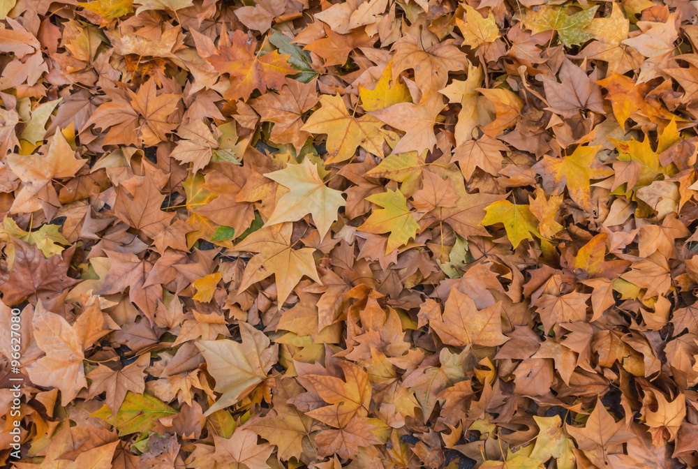 Autumn wallpaper Autumn wallpaper