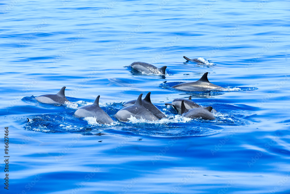 Naklejka premium dolphins