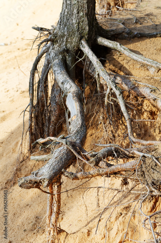 the roots of pine trees on a sandy cliff
