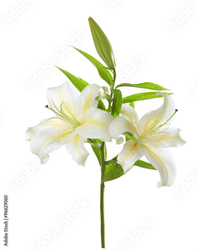 Two white lilies isolated on white background photo