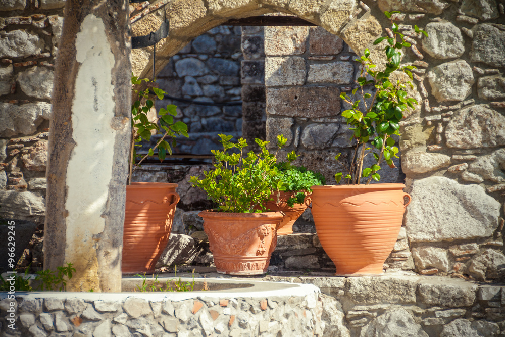 plants pots on old wall