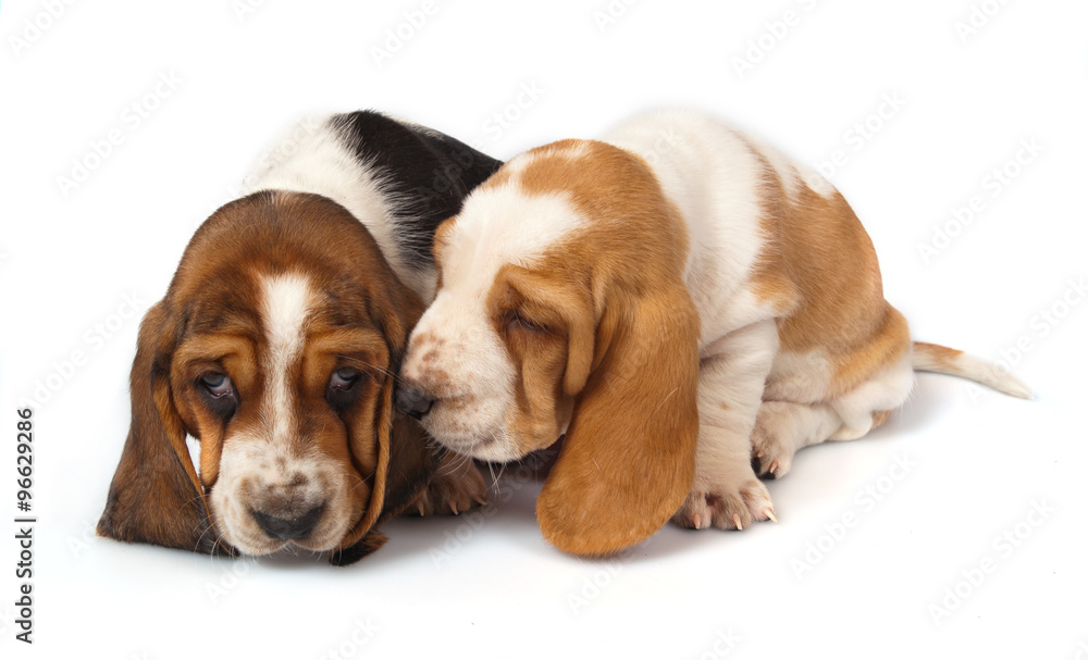 Basset Hound puppies talk