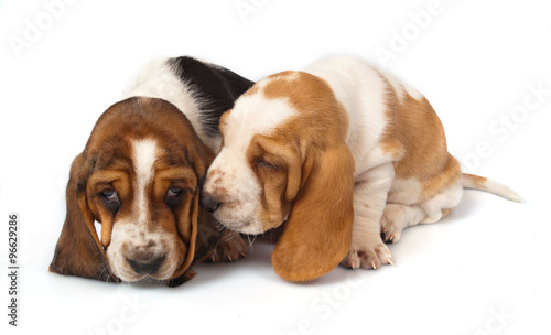 Basset Hound puppies talk