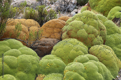 Yareta plant (Azorella compacta) in salar de surire national park photo