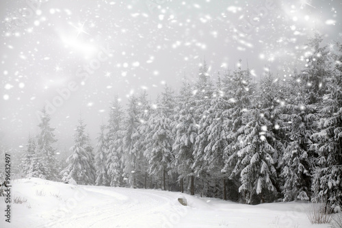 Winter landscape - snowfall in coniferous forest © erika8213