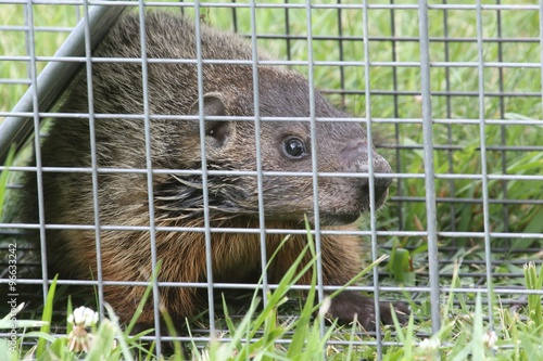 Groundhog (Marmota monax) in a trap