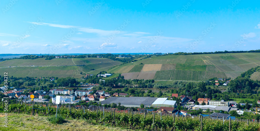 Vineyard in the German countryside on sunny day