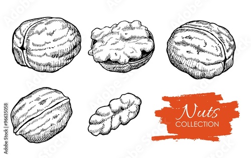 Vector hand drawn walnut set. Engraved collection