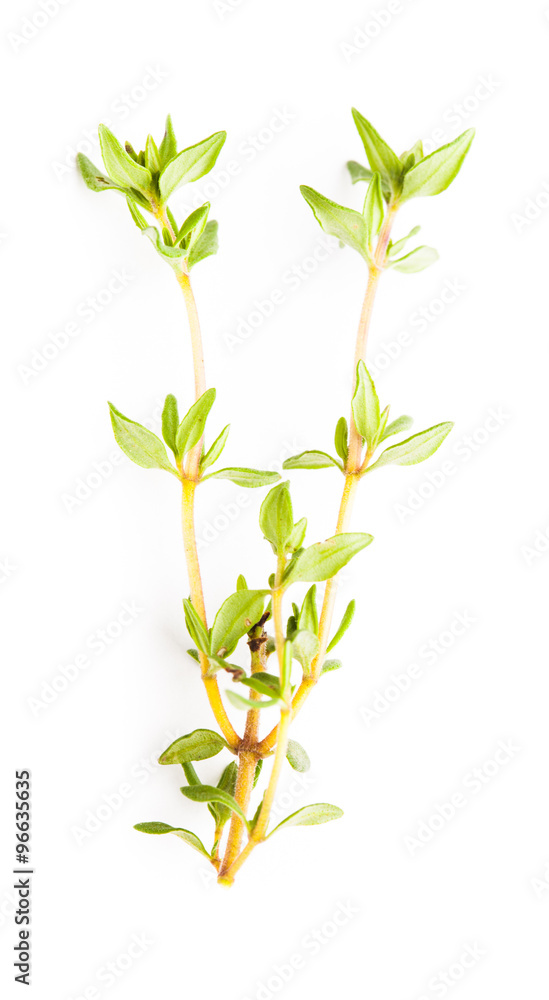 Fototapeta premium The thyme isolated