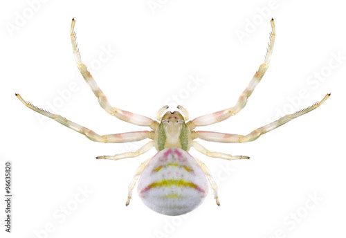 Spider Thomisus onustus (female)