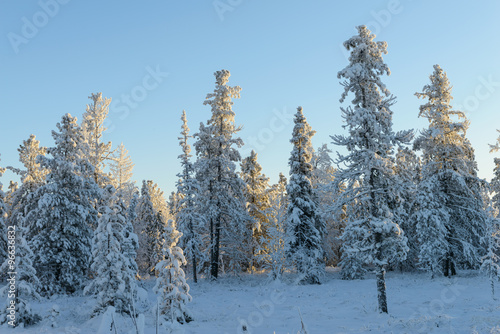 Scenic winter landscape in the taiga. The Yamal Peninsula