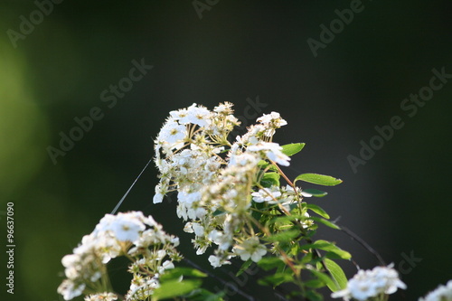 White flowers on a branch hawthorn bush, close-up in the natural garden