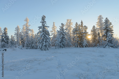 Scenic winter landscape in the taiga. The Yamal Peninsula
