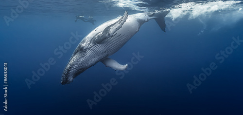 Canvas Print Gorgeous humpback whale, Réunion island - France.