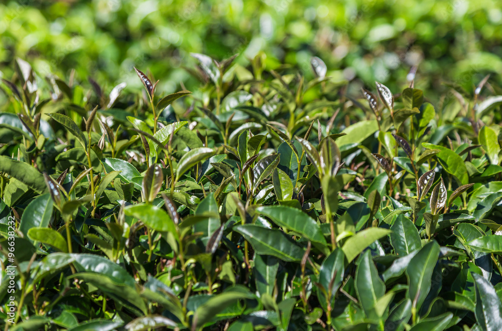 oolong tea leaves on plantation in morning. oolong tea leaves on plantation in morning.