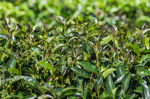 oolong tea leaves on plantation in morning.