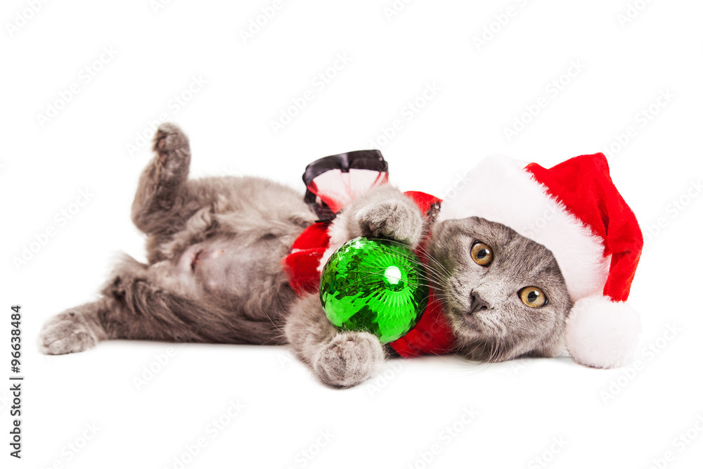 Obraz premium Cute Playful Christmas Kitten