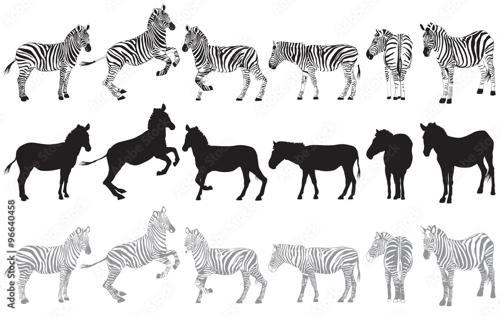 Set of zebra on a white - obrazy, fototapety, plakaty 