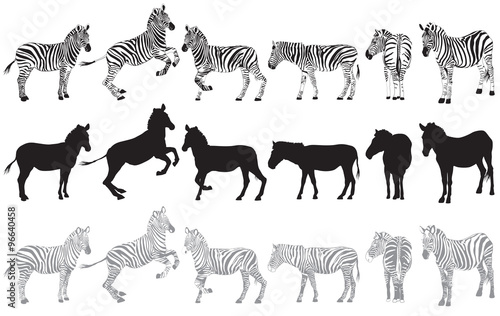 Obraz na płótnie Set of zebra on a white