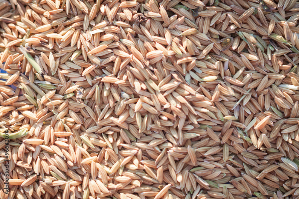 Close up paddy rice background in sunset