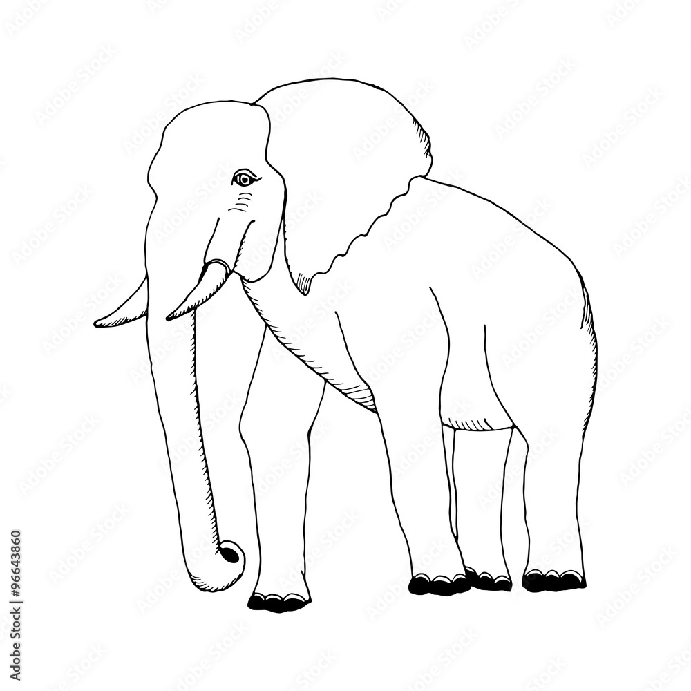 Obraz premium hand draw a sketch in the style of an elephant 